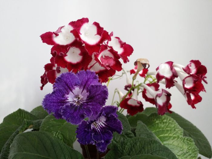 20151006_162354 - Plante in ghiveci 2