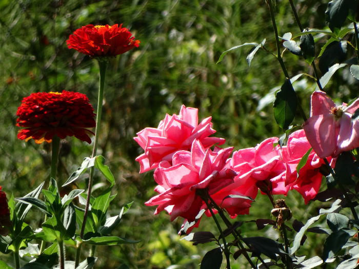 DSC00571