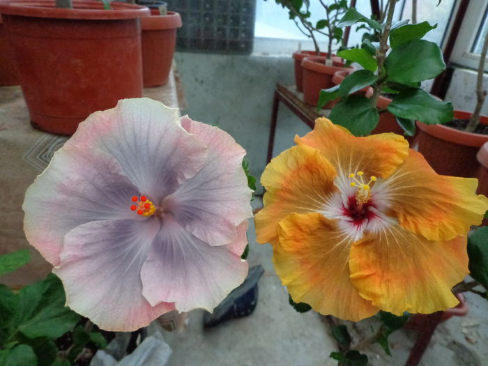 M. TAUHANI ,T BROWN STAR