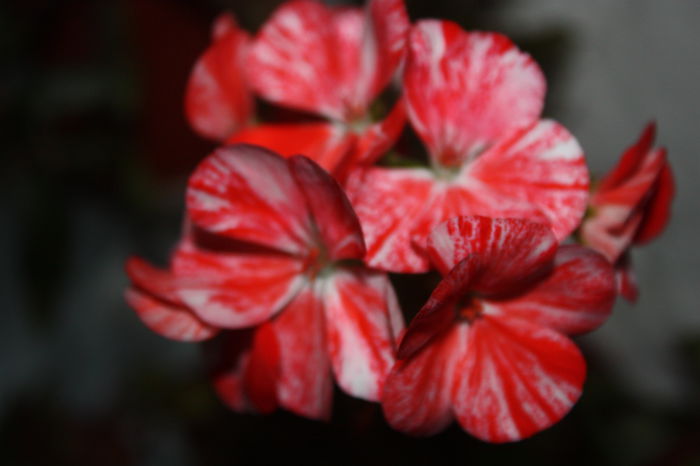 IMG_6051 - 2015 Florile toamnei