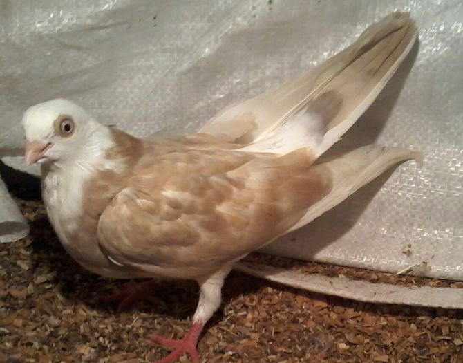 mama cazatoare tata moriscar