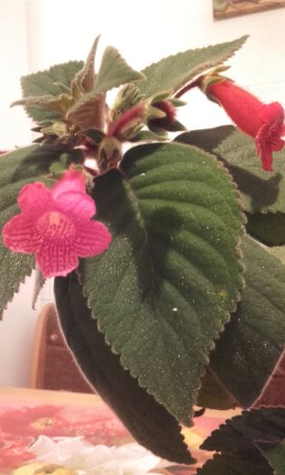 20151006_191054 - Kohleria