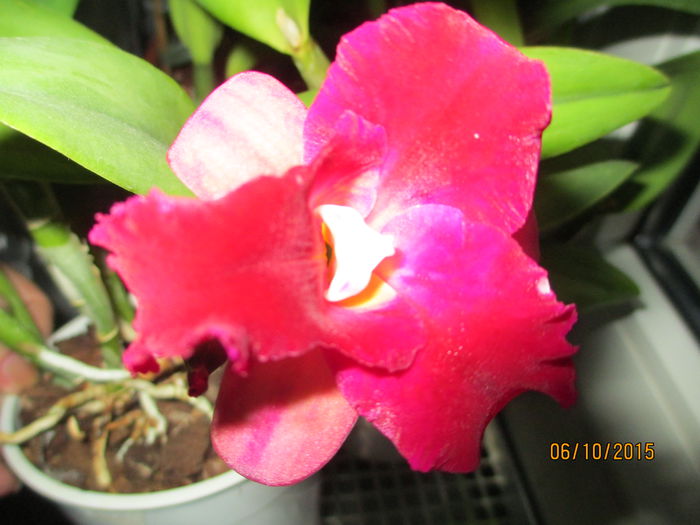 cattleya roz cu mov 2015.10.06 3