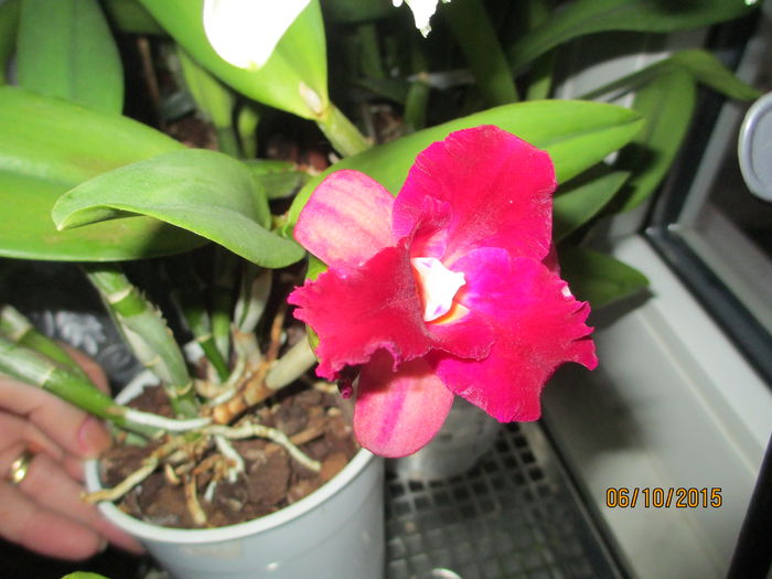 cattleya roz cu mov 2015.10.06 4