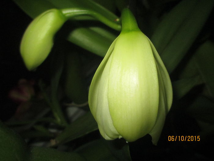 cattleya alba 2 2015.10.06 1