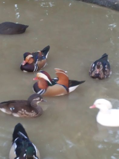 VETERANUL ESTE TOT CEL MAI FRUMOS!!