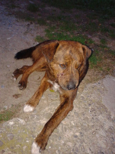 ...INCHEIAT... - AAAA___BOBY