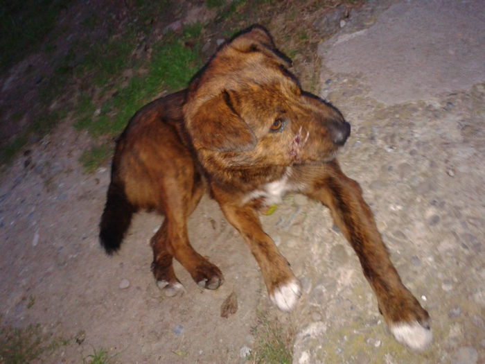 ...NUNTA CU DIVA... - AAAA___BOBY