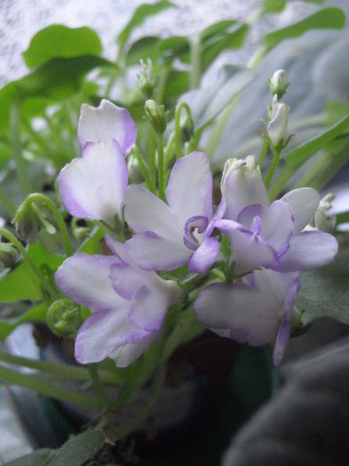  - 0 Zambetul florilor