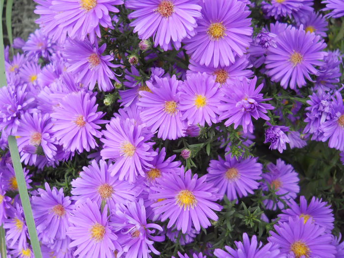 DSCN0523 - gradina flori 2015-2