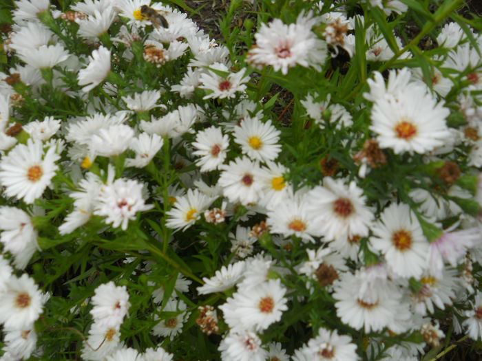 DSCN0526 - gradina flori 2015-2
