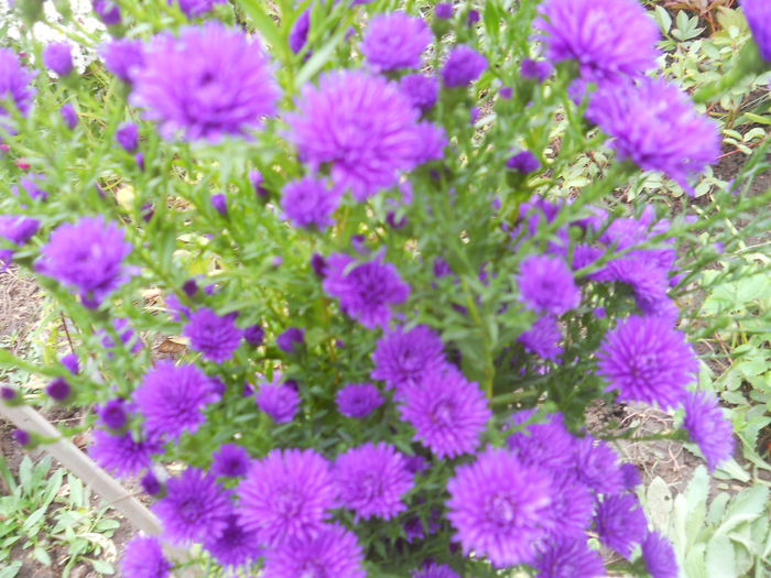 DSCN0528 - gradina flori 2015-2