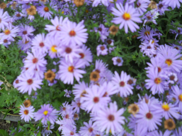 DSCN0529 - gradina flori 2015-2