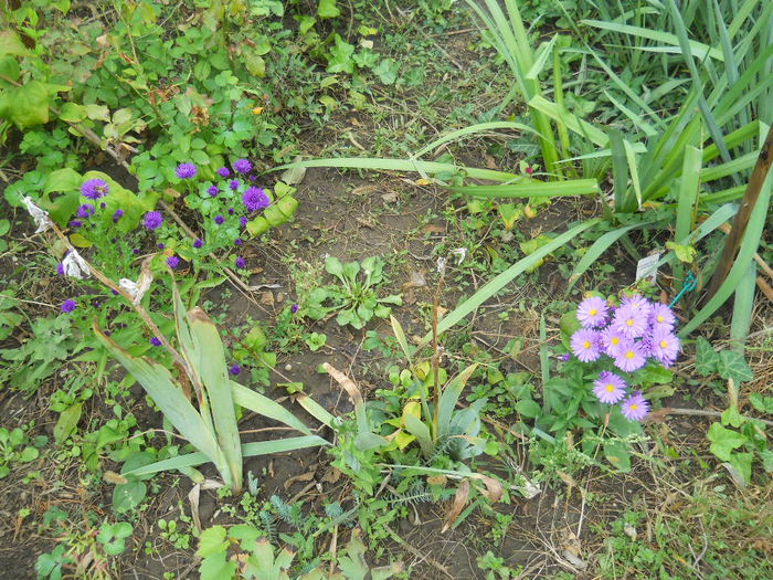 DSCN0530 - gradina flori 2015-2