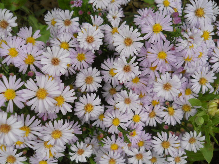 DSCN0531 - gradina flori 2015-2