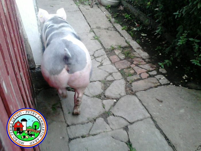 Pedigree Pietrain Pigs; PEDIGREE PIETRAIN PIGS SANMARTIN ARAD ROMANIA

