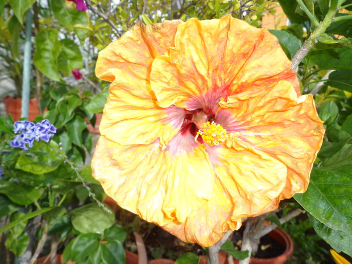 DSC00957