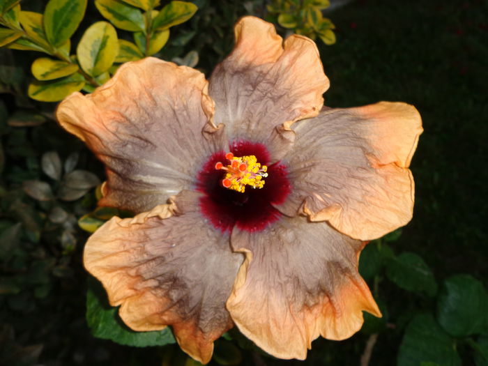 DSC00925