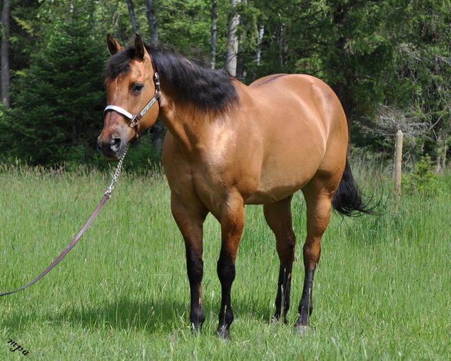 American Quarter Horse-2