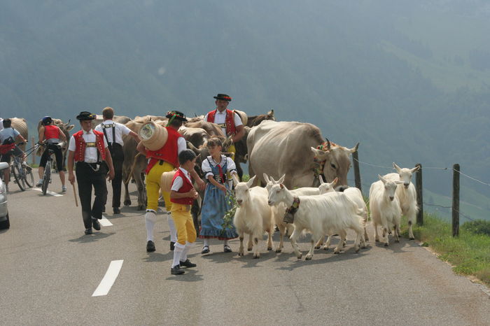 Austriecii cu capritele si vacile