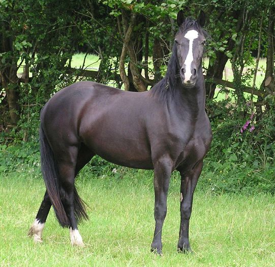 Black Quarter Horse-54