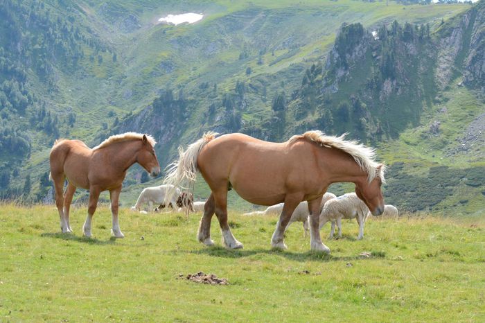 Cai si oi in Alpi