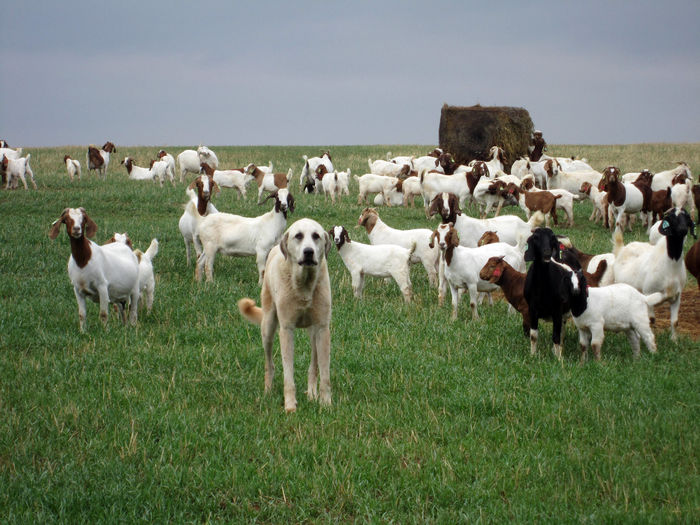 Ciobanesc anatolian si caprele Boer