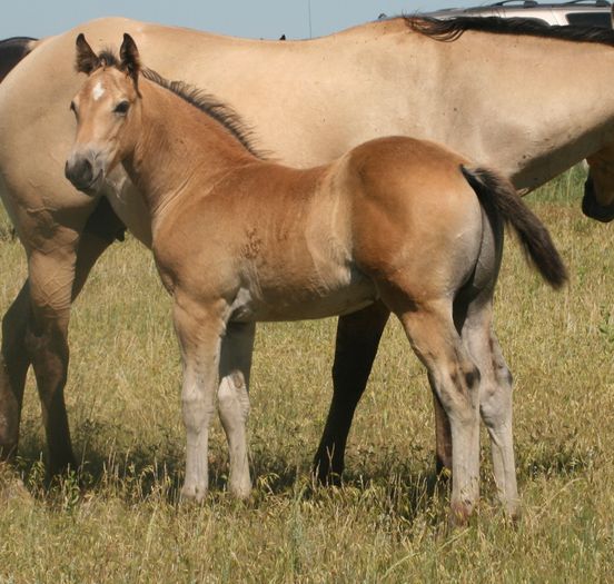 Manz Quarter Horse frumos-7