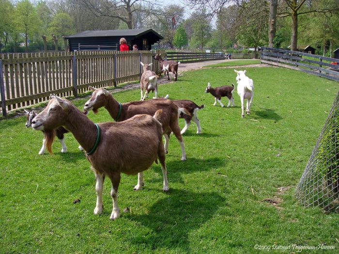 Toggenburg in ograda - CAI DE RASA SI CATEVA OI POZE DEOSEBITE