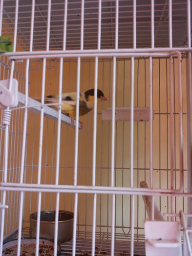 20150927_143908 - Canari Malinois