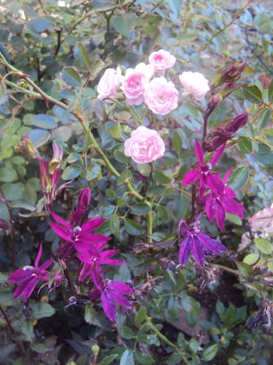 DSC06818