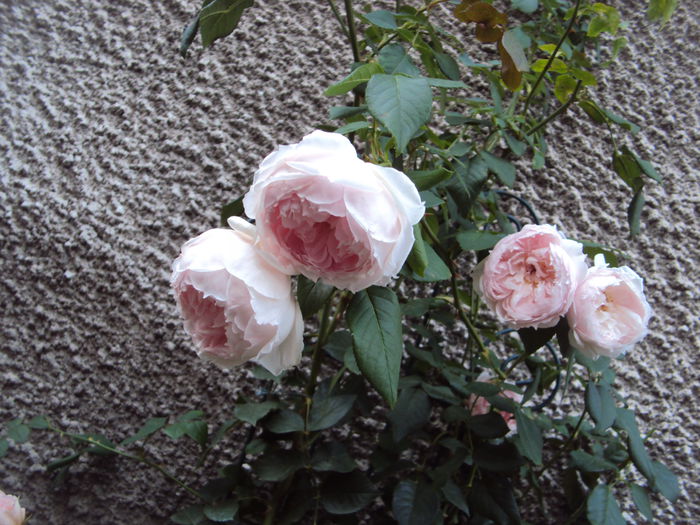 DSC07057 - The Wedgwood Rose