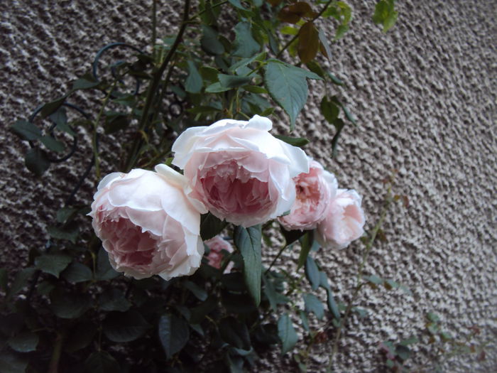 DSC07058 - The Wedgwood Rose