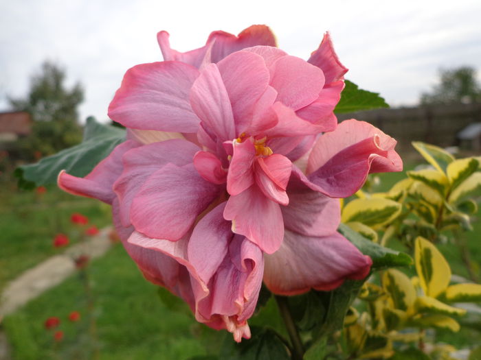 DSC00899 - HIBISCUS EXOTIC LAVENDER LADY