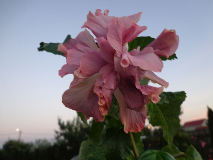 DSC00933 - HIBISCUS EXOTIC LAVENDER LADY