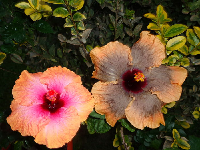 DSC00929
