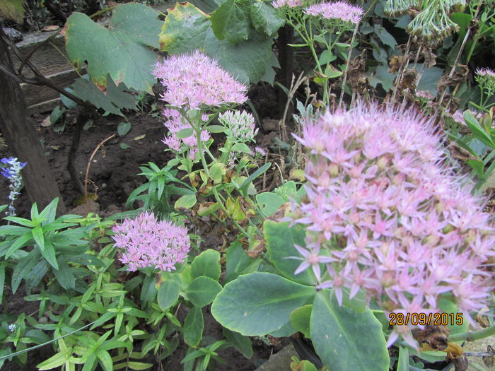 Sedum spectabilis