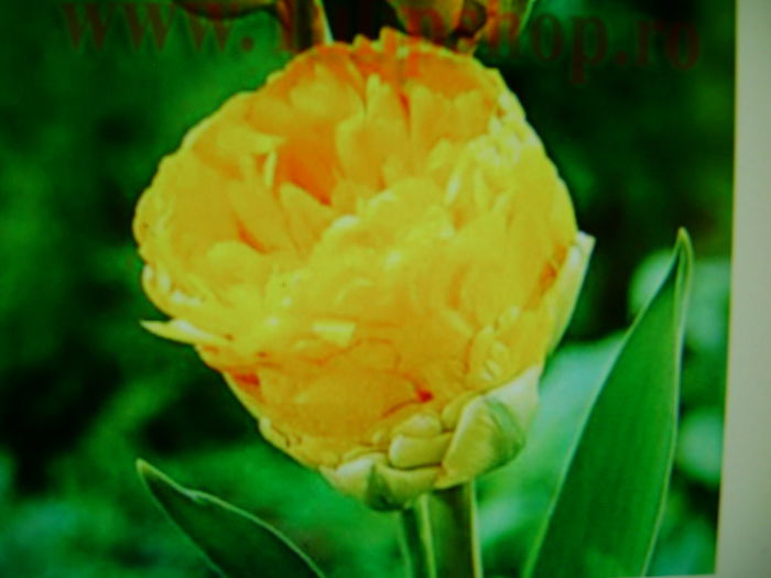 1963 tulipshop - 0 Flori toamna 2015