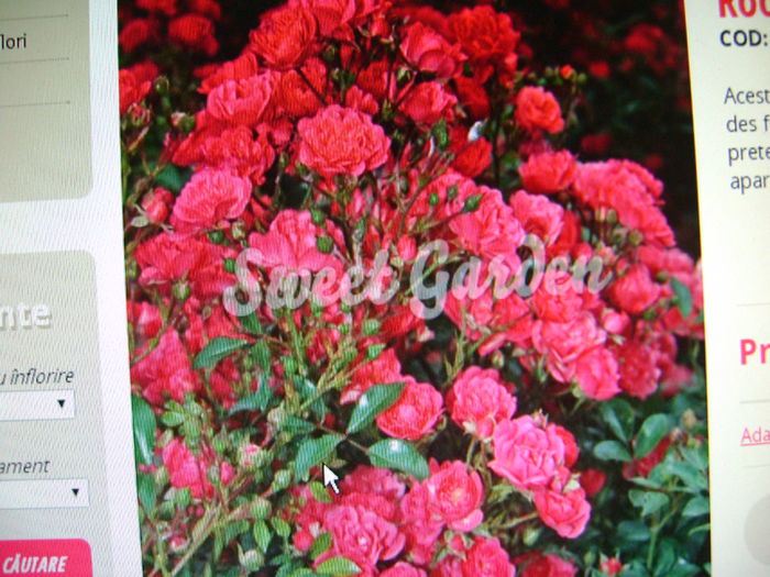 1966 achizitii toamna sweet garden - 0 Flori toamna 2015