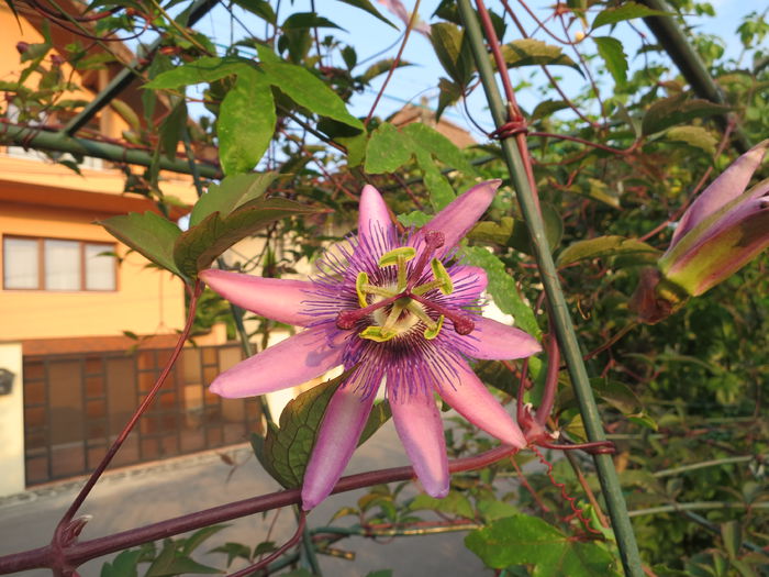 IMG_4780 - Passiflora Purple Haze 2015