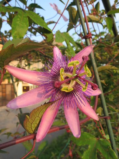 IMG_4782 - Passiflora Purple Haze 2015