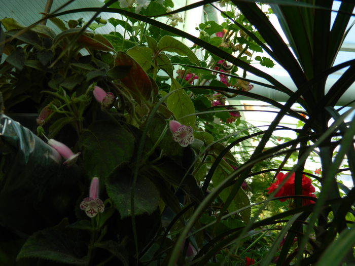 DSCN0139 - 2015_OCTOMBRIE