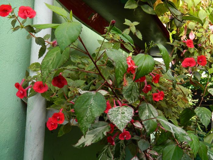 DSCN0140 - 2015_OCTOMBRIE