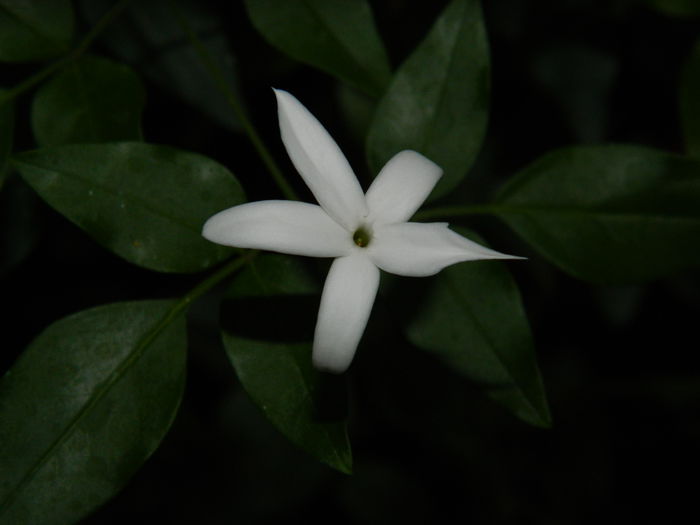 DSCN0142 - 2015_OCTOMBRIE