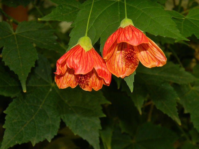 DSCN0143 - 2015_OCTOMBRIE