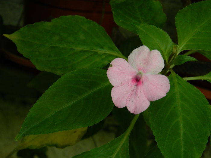 DSCN0146 - 2015_OCTOMBRIE