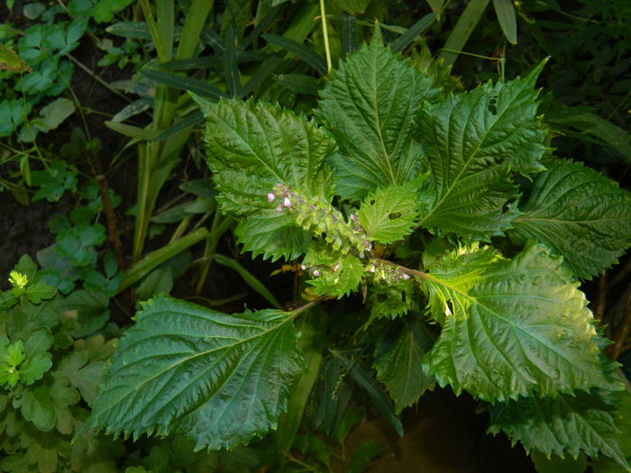 DSCN0157 - 2015_OCTOMBRIE