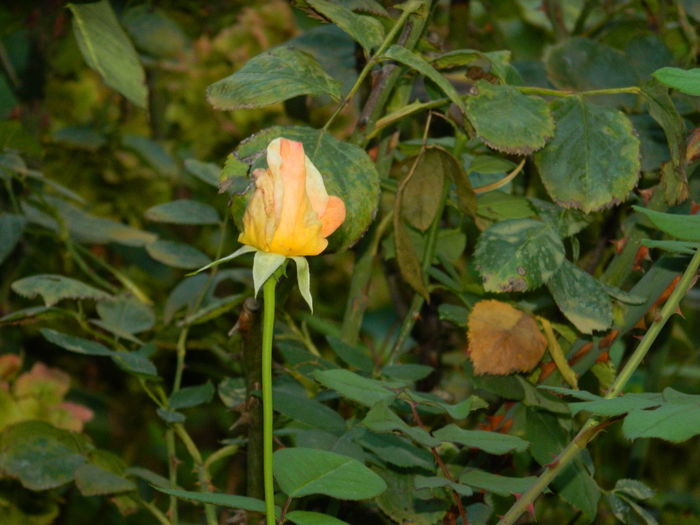 DSCN0164 - 2015_OCTOMBRIE