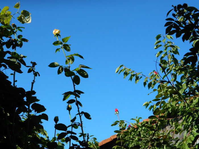 DSCN0167 - 2015_OCTOMBRIE