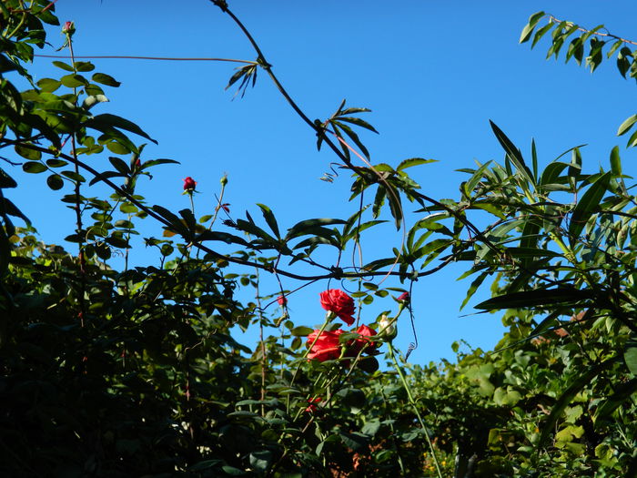DSCN0176 - 2015_OCTOMBRIE